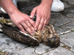 Ağaçtan düşen şahinin kalbi durunca kalp masajı yaptılar
