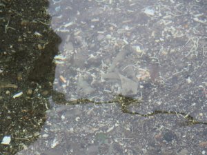 Gizli tehlike mikroplastik: Suda, havada, sofra tuzunda, maskede bile var