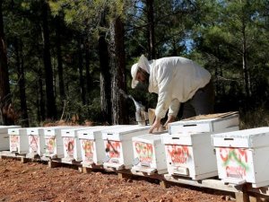 Orman köylüsüne 250 milyon TL destek