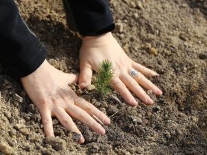 Manisa ormanlarına kadın eli değdi