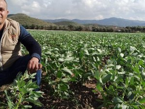 İzmir’de bakla ve bezelye çiçek açtı
