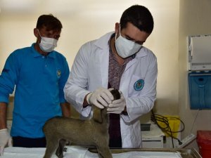 Açlıktan yürüyemeyen yavru köpeğin tedavisine başlandı