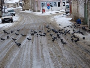 Güvercinlerin karda yiyecek bulma telaşı