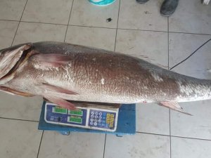 İnsan boyundaki levrek görenleri şaşırttı