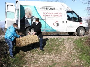 Manisa’da yılkı atları ve yaban hayvanları unutulmadı