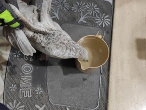 Havalandırma boşluğunda mahsur kalan martıyı itfaiye kurtardı