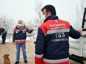 Ankara Büyükşehir Belediyesi sokak hayvanlarına mama ve besin desteğini artırdı