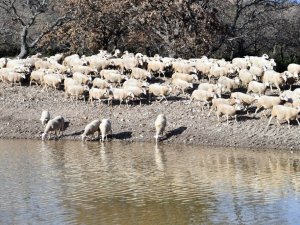 İçme suyu göletleri geldi, hayvancılık yeniden canlandı