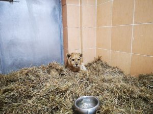 Yavru aslan operasyonu