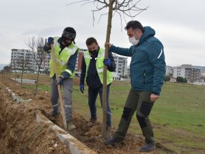 Güzelhisar Caddesi’nde 400 ağaç toprakla buluştu