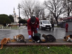 Fatih’te sokak hayvanları kısıtlamada unutulmadı