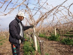 Üreticilere budama önerisi