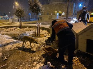Buca Belediyesi, soğuk havalarda minik dostlarını unutmadı