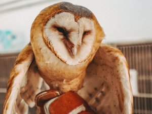 Peçeli baykuş emin ellerde