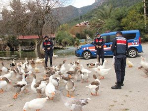 Azmak’taki ördekleri Jandarma besledi