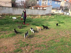 Karacasu’da sokak canları unutulmadı