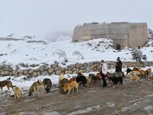 Başkent’te ortak akıl ilkesi sokak hayvanları için de devrede