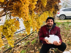 Sarıgöl’de kar altında üzüm hasadı