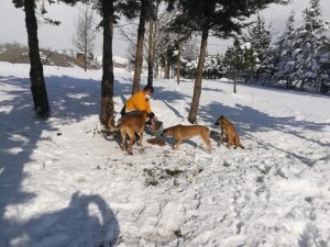 Kar yağışında sokak hayvanları unutulmadı