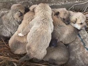 Kar altında kalan 9 yavru köpeği donmaktan son anda kurtardılar
