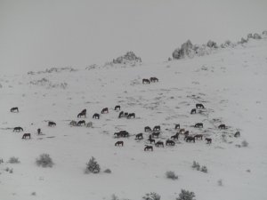 Afyon Sandıklı’da yılkı atlarının doğa ile mücadelesi görüntülendi