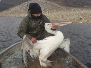 Demirköprü Barajı’nda balık ağına takılan pelikan kurtarıldı