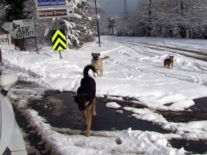 Sarıyer’de kar yağışında köpekler açlığa terk edildi