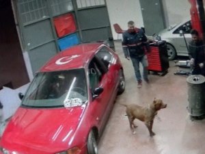 Tamirhanede pitbull paniği kamerada