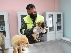 Altındağ Belediyesi donmak üzere olan 8 köpek yavrusuna sahip çıktı