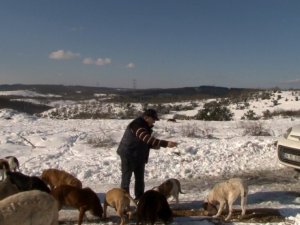Karlı havada yüzü aşkın sokak köpeğini besliyor