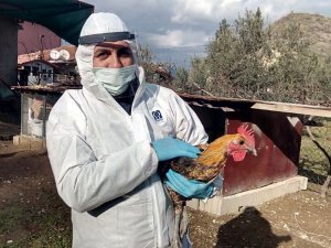 Kentin simgesi Denizli Horozları yüksek hijyenle korunuyor