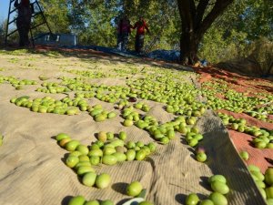 Zeytinyağı ihracatı yüzde 20 arttı