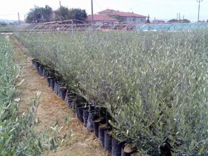 Manisa’da üreticilere yüzde 75 hibeli fidan desteği