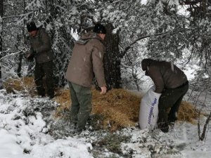 Yaban hayvanlarının beslenme yolculuğu havadan görüntülendi