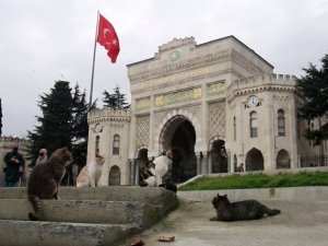 Kedi sevgisi öğrencileri 40 bin TL borca soktu