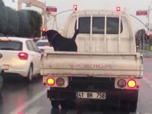 Köpeğin 85 km hızla kamyonet kasasındaki tehlikeli yolculuğu kamerada