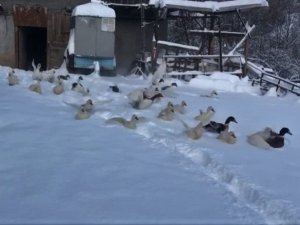 Kaz ve ördeklerin gülümseten kar sevinci