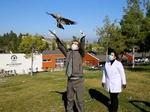 Yaralı atmaca tedavisinin ardından özgürlüğe kanat çırptı