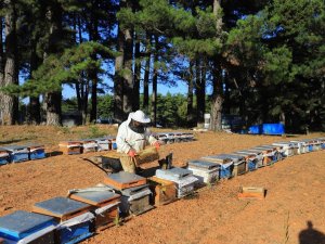 Muğlalı arıcılara eğitim