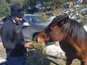 Karla kaplı Spil Dağı’ndaki yılkı atlarını elleriyle beslediler