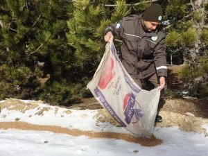 Nazilli’de yaban hayvanlarına yiyecek bırakıldı