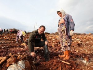 Bal ormanı için 156 bin fidan toprakla buluşacak