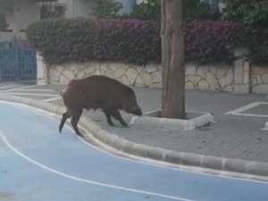Yaban domuzu Marmaris sokaklarında korkusuzca gezdi