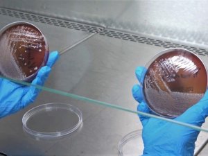 Yıkanan veya kolonya sıkılan maskede korkutan sonuç