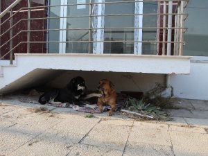 Ev sahibi kulübelerden rahatsız olunca olan sokak hayvanlarına oldu