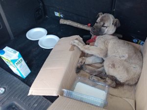 Akdağ’da donmak üzere olan köpeğin imdadına vatandaşlar yetişti