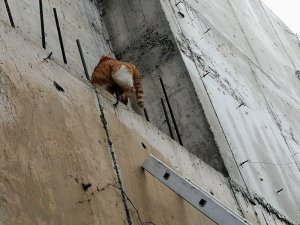 Demire saplanan kediyi kurtarmak için seferber oldular