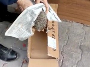 Demir basamağın altına sıkışan kirpiyi zabıta kurtardı