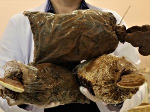 Egzamaya reishi mantarlı kremle son