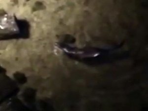 Nesli tükenmekte olan su samuru Küçükçekmece Gölü’nde görüldü